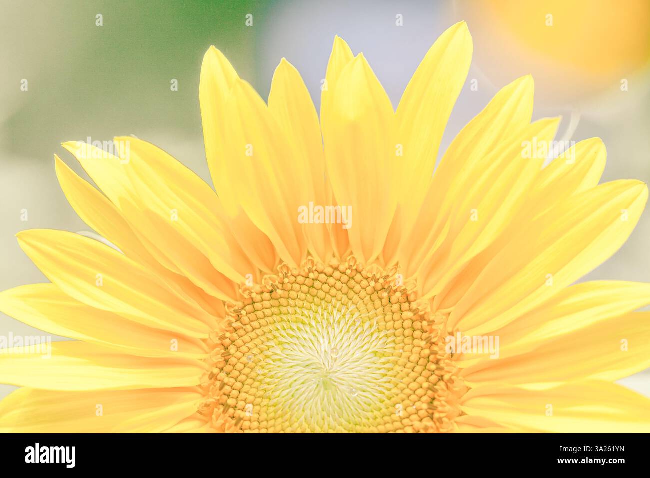 Primi piani astratti di un girasole in estate con colori brillanti Foto Stock