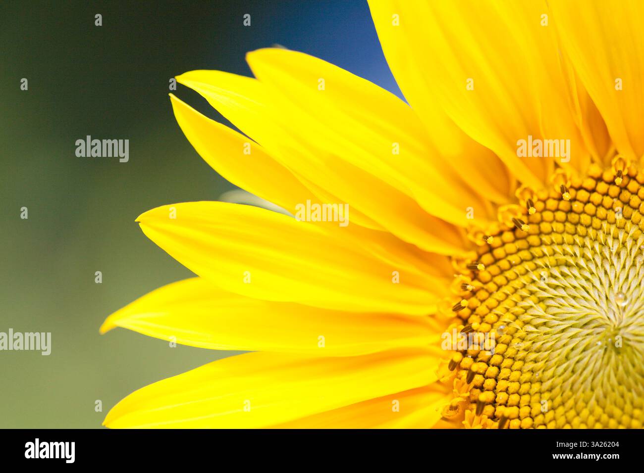 Primi piani astratti di un girasole in estate con colori brillanti Foto Stock