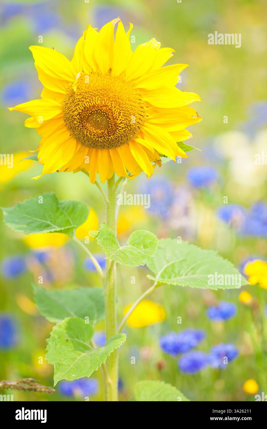 Primi piani astratti di un girasole in estate con colori brillanti Foto Stock