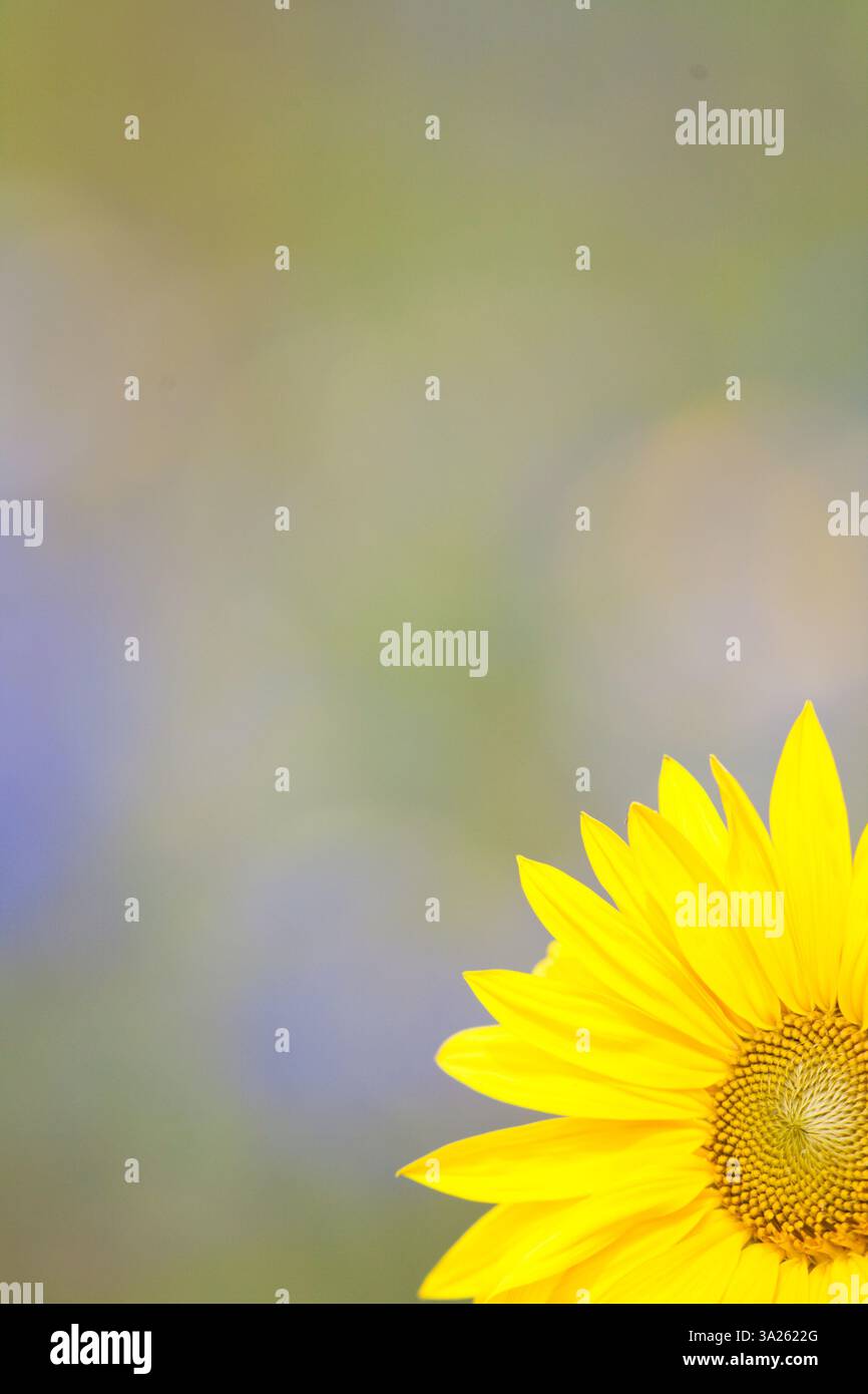 Primi piani astratti di un girasole in estate con colori brillanti Foto Stock
