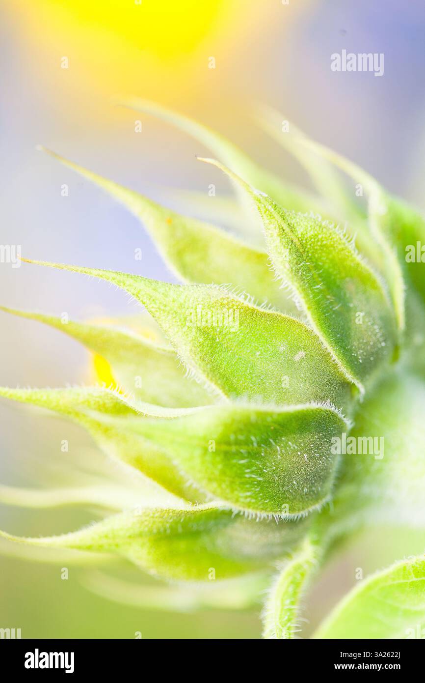 Primi piani astratti di un girasole in estate con colori brillanti Foto Stock