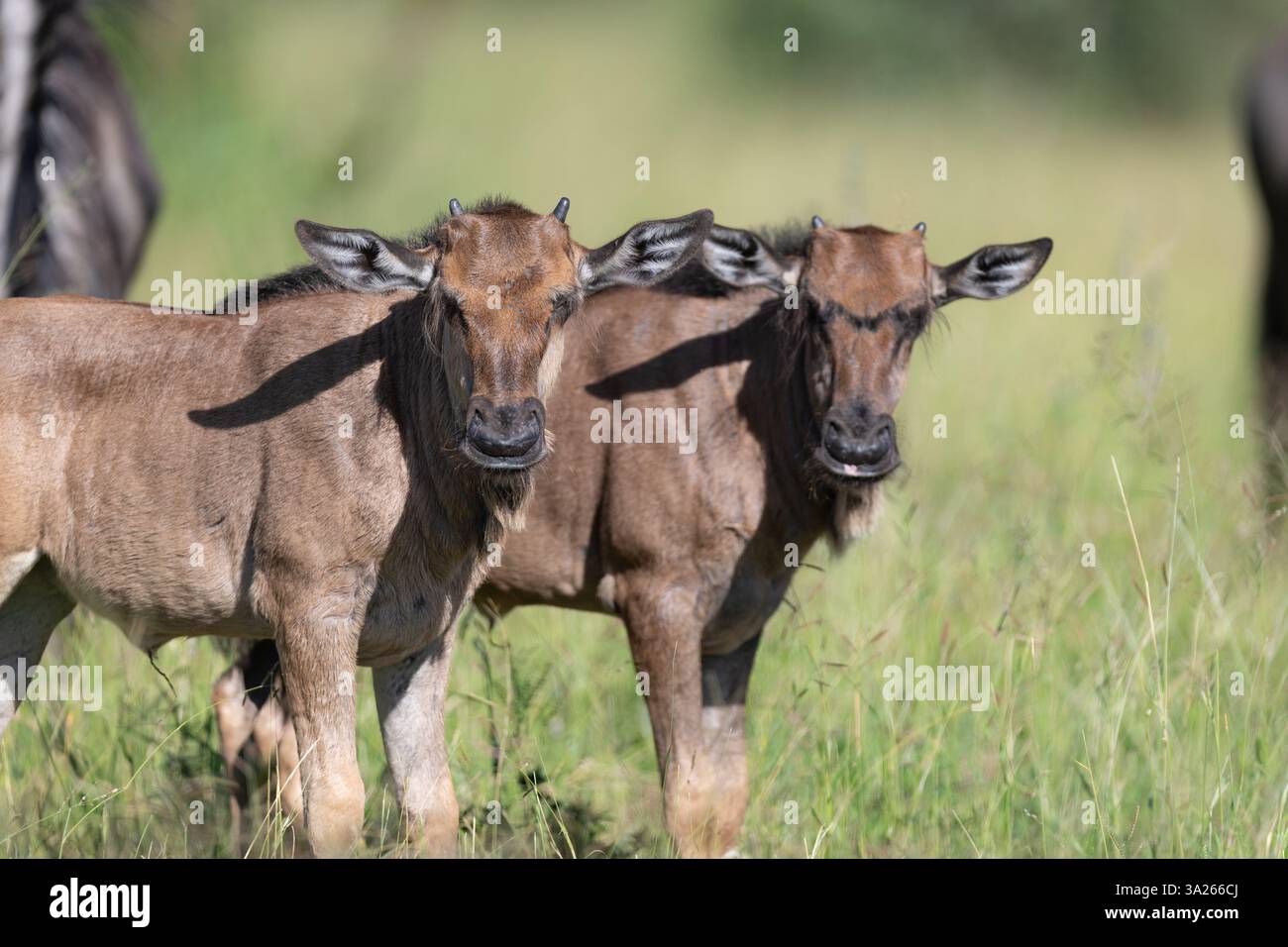 Due vitelli di GNU, Connochaetes gnou, in piedi uno accanto all'altro. Foto Stock