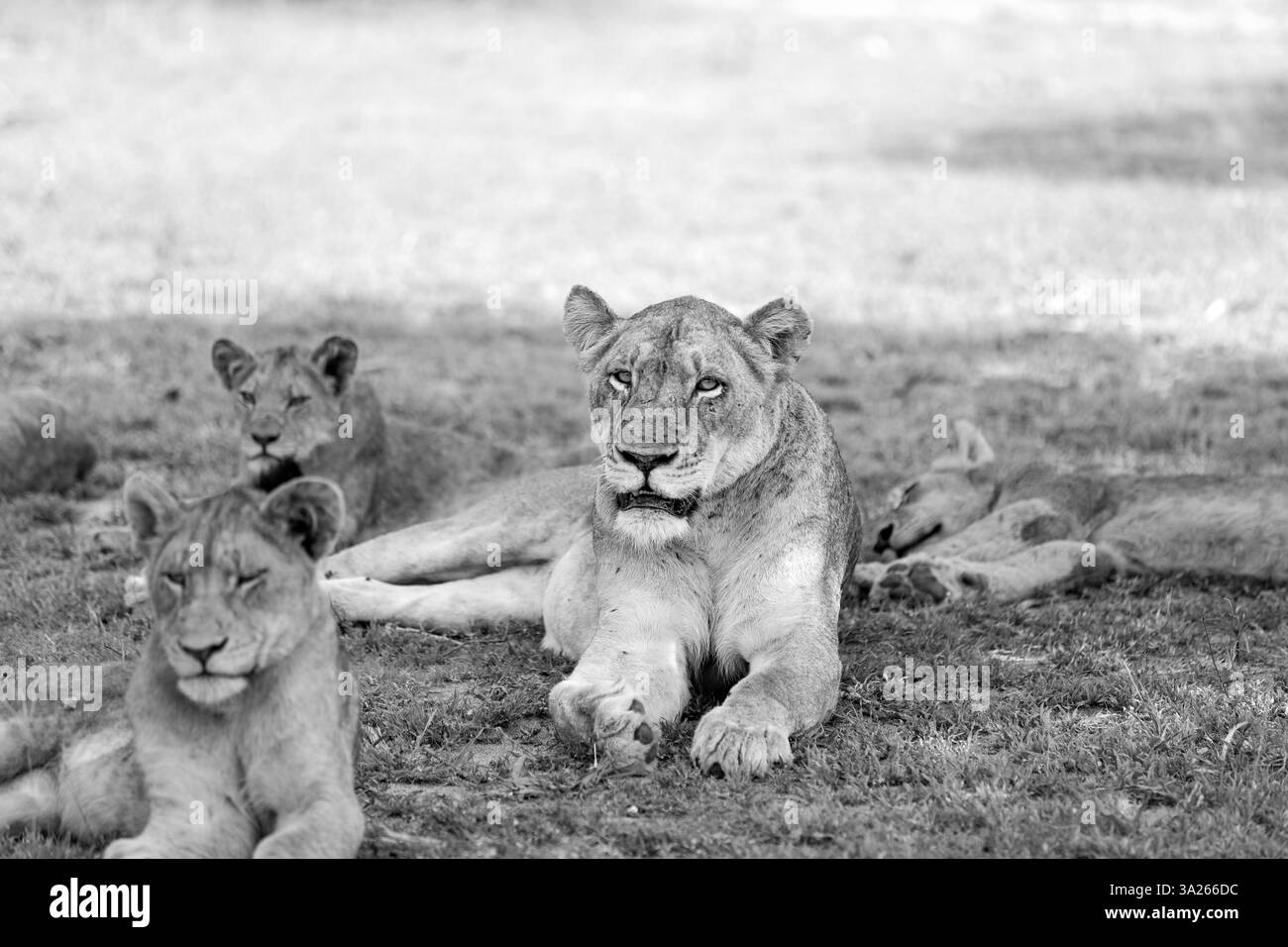 Una leonessa e i suoi cuccioli, Panthera leo, sdraiati insieme, in bianco e nero. Foto Stock