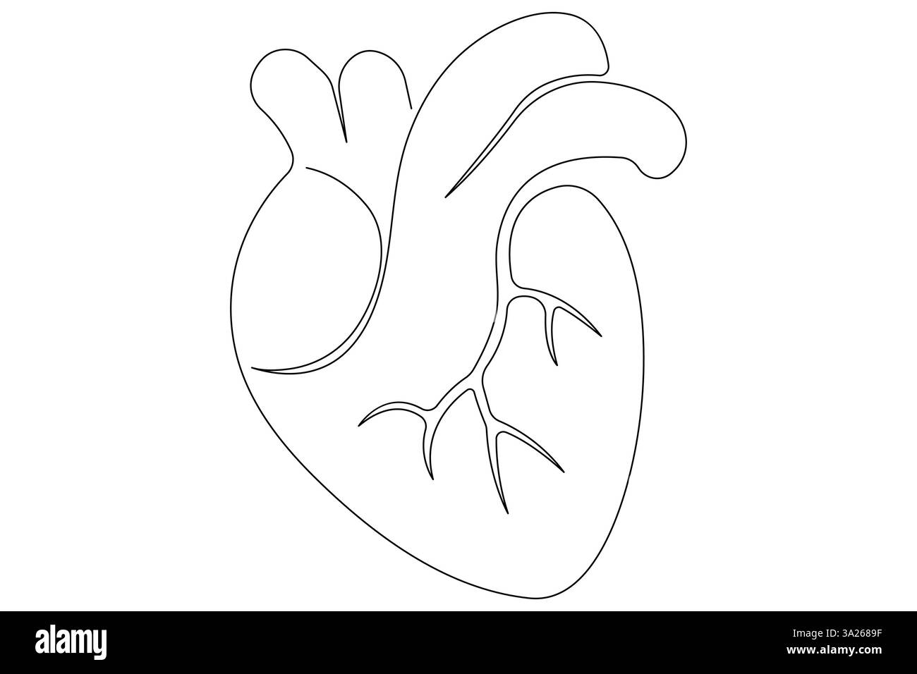 Una linea continua del cuore umano che disegna l'illustrazione vettoriale del contorno anatomico del cuore Illustrazione Vettoriale