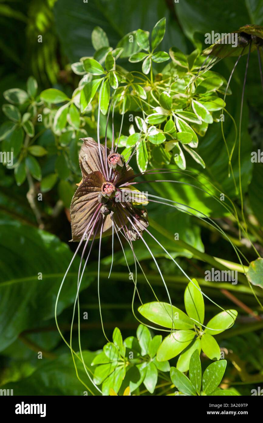 Fiore di pipistrello nero, la tacca chantrieri è originaria del sud-est asiatico, una pianta tropicale con bratte a forma di ala e baccelli di semi che sembrano pipistrelli. Foto Stock