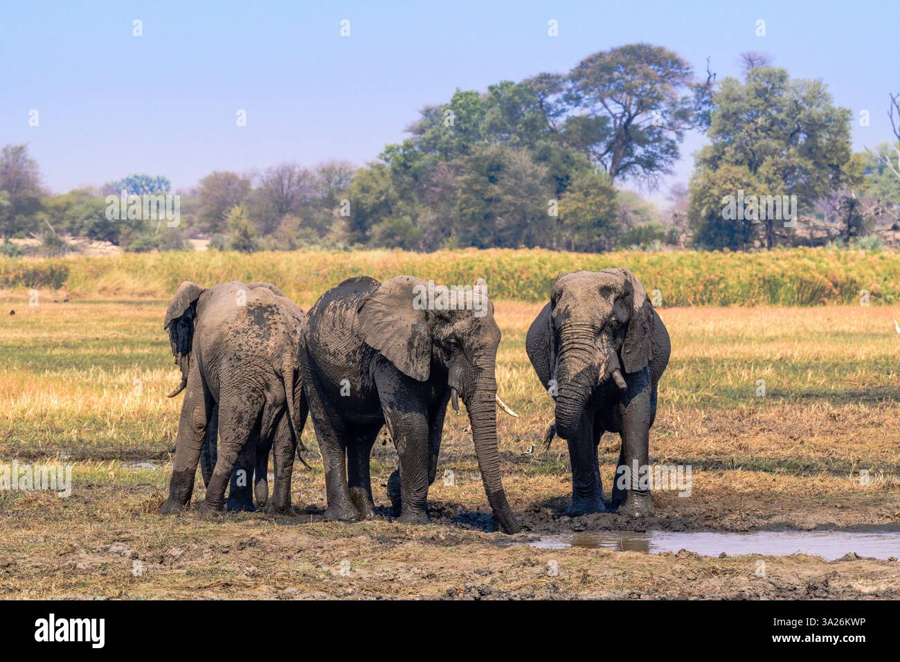 Elefanti in un pozzo d'acqua circondato dalla natura, Sambesi Stripe, Namibia Foto Stock