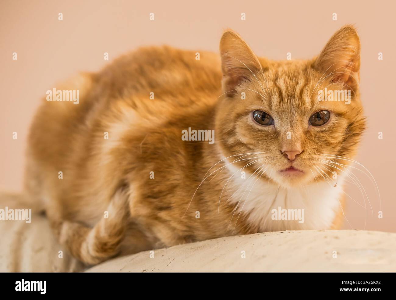 Un gatto tabby allo zenzero con segni bianchi sul petto poggia su una superficie leggera. Foto Stock