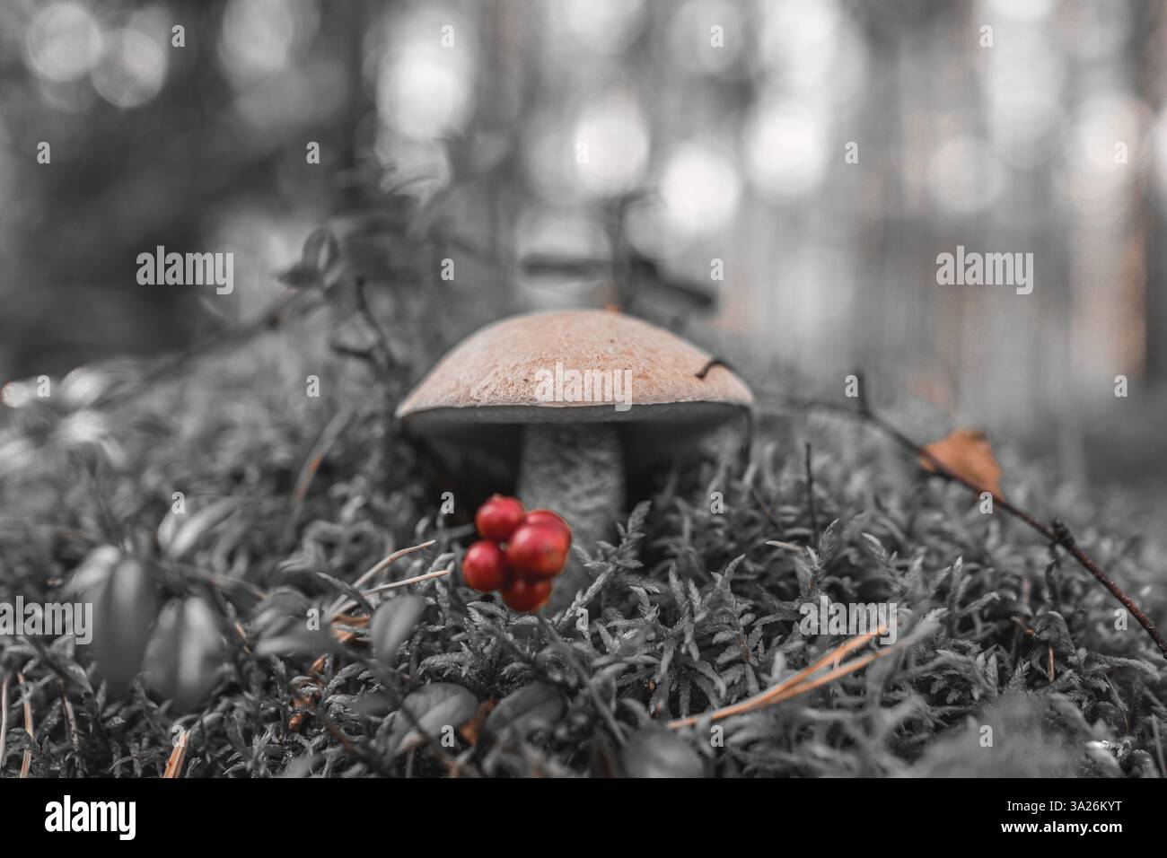 Un fungo leggero che cresce tra muschio e bacche rosse in un ambiente forestale. Foto Stock