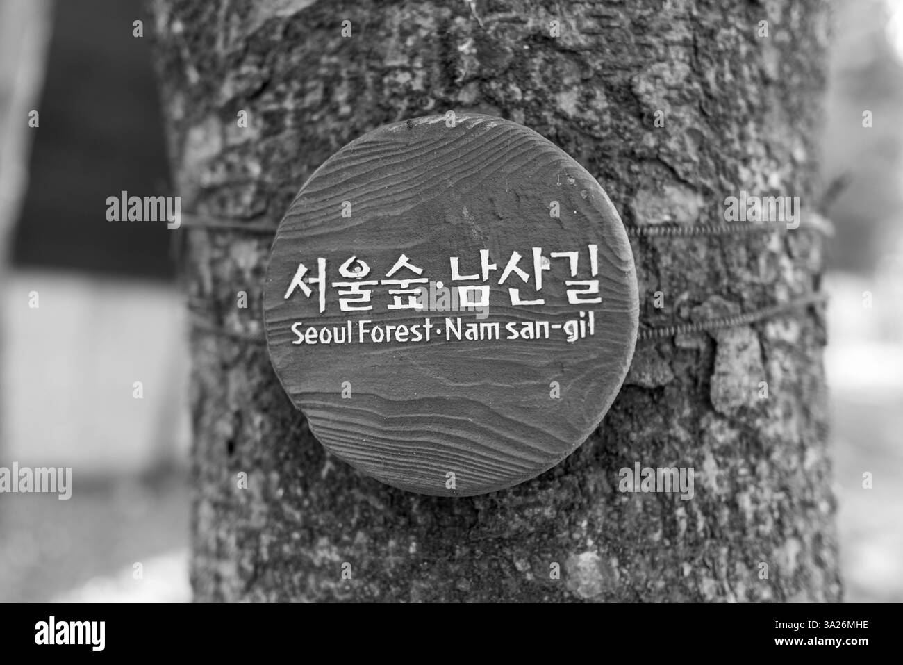 Grande parco pubblico della foresta di Seongdong a Seul, capitale della Corea del Sud, il 16 marzo 2024 Foto Stock