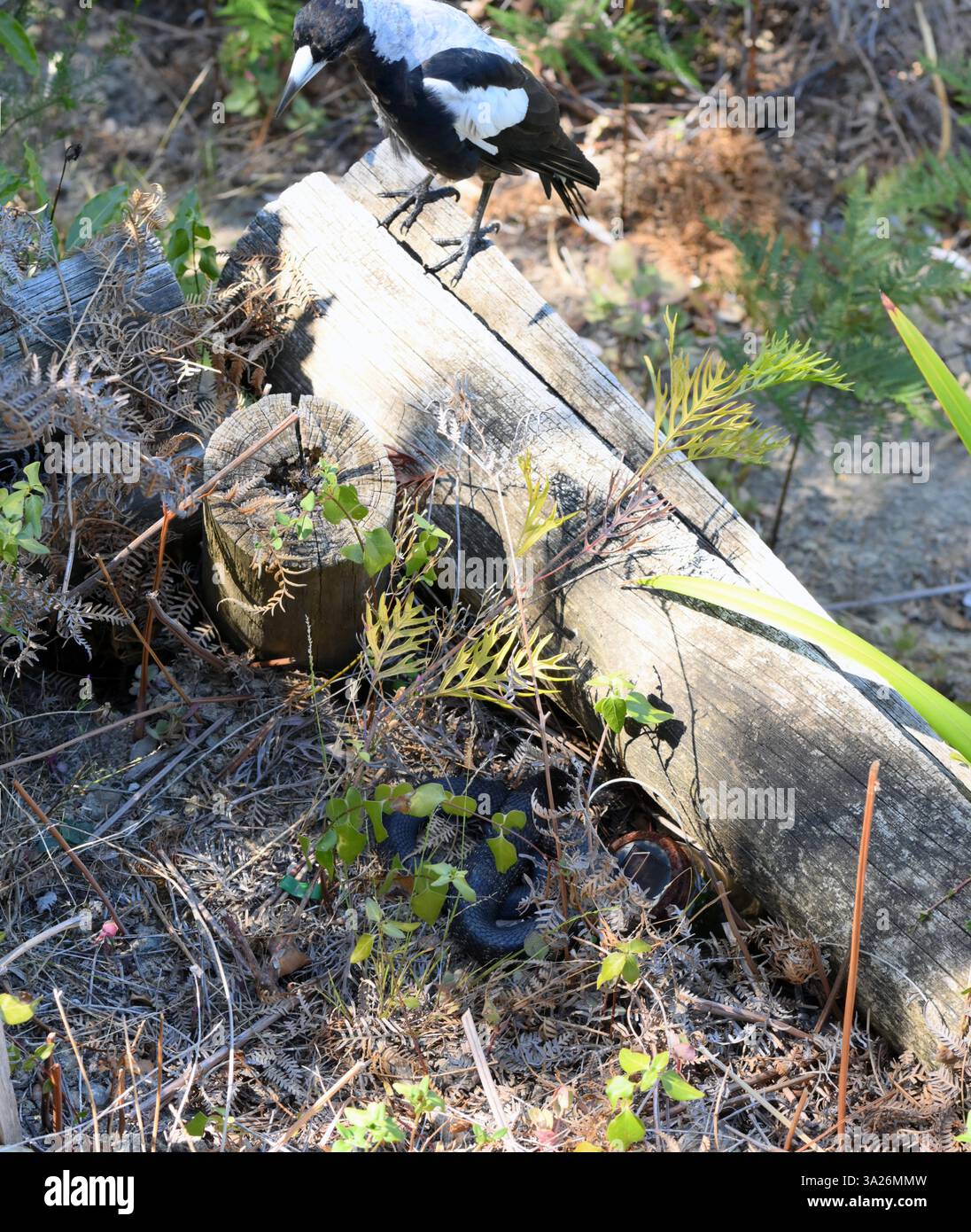 Australian Magpie osserva un grande serpente Copperhead avvolto accanto a un grande tronco che richiama gli altri al pericolo. Foto Stock