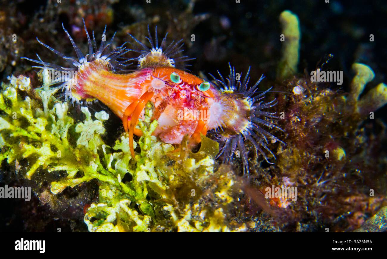 Anemone Hermit Crab, Dardanus pedunculatus, Left-handed Hermit Crab, Lembeh, North Sulawesi, Indonesia, Asia Foto Stock