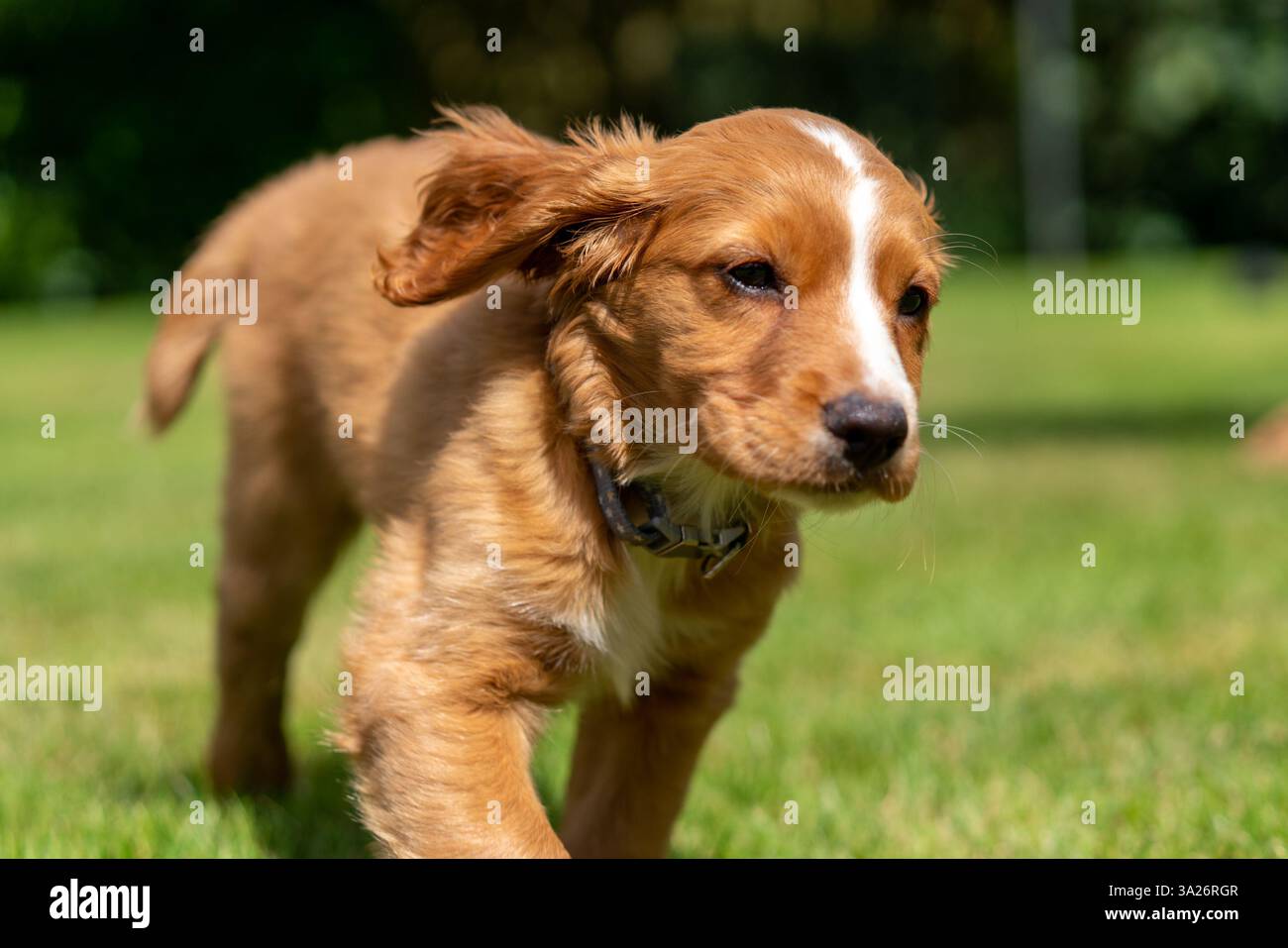 Hendrix, un cucciolo che lavora con il cocker spaniel in un giardino soleggiato Foto Stock