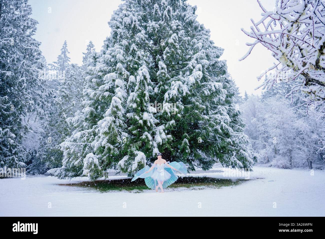 Una donna in costume blu si trova di fronte a un albero innevato in un paesaggio invernale. WASHINGTON, STATI UNITI Foto Stock