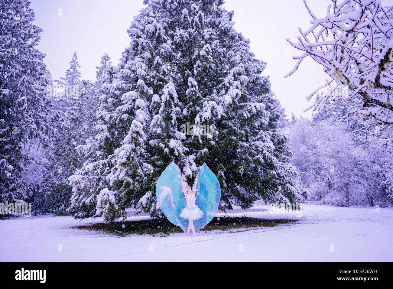 Ballerina con ali blu balla in una foresta innevata sotto alberi sempreverdi ghiacciati. WASHINGTON, STATI UNITI Foto Stock