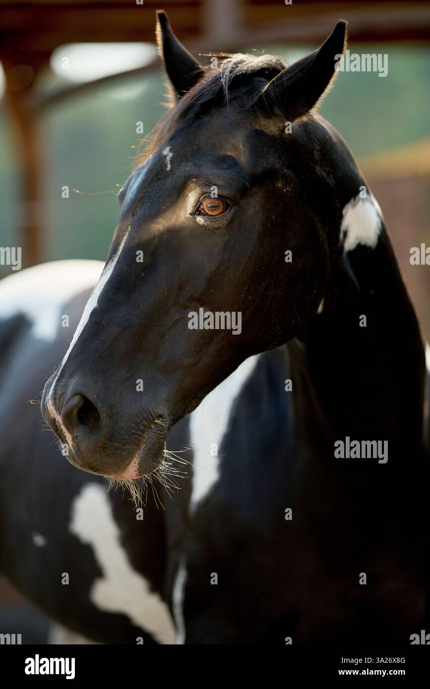 Ritratto di un cavallo bianco e nero con un'espressione delicata, la luce del sole che ne mette in risalto il cappotto. Brandeburgo, Germania Foto Stock