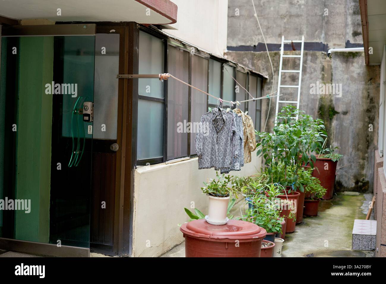 Vicolo urbano con clothesline, piante in vaso e una scala verticale contro un muro di cemento. Busan, Corea Foto Stock