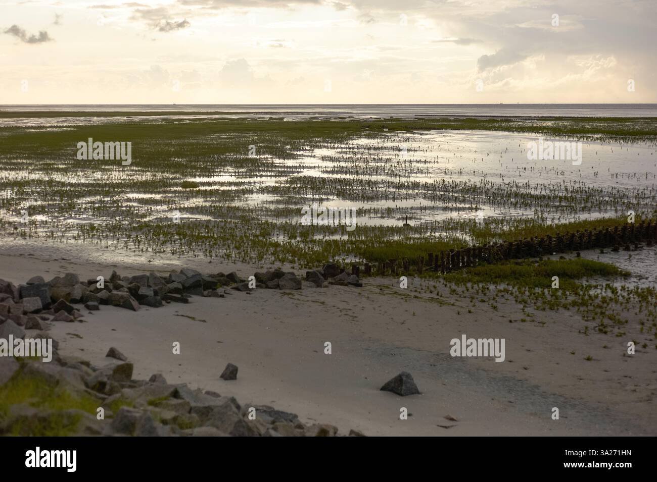 Zona umida costiera con acqua e vegetazione verde sotto un cielo nuvoloso con bassa marea. Mare del Nord, Germania Foto Stock