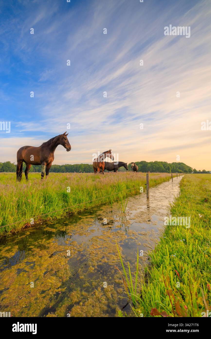 Cavalli che pascolano in un prato in campagna - un'immagine di paesaggio rurale dai colori vivaci Foto Stock Cavalli che pascolano in un prato in campagna - un'immagine di paesaggio rurale dai colori vivaci Foto Stock