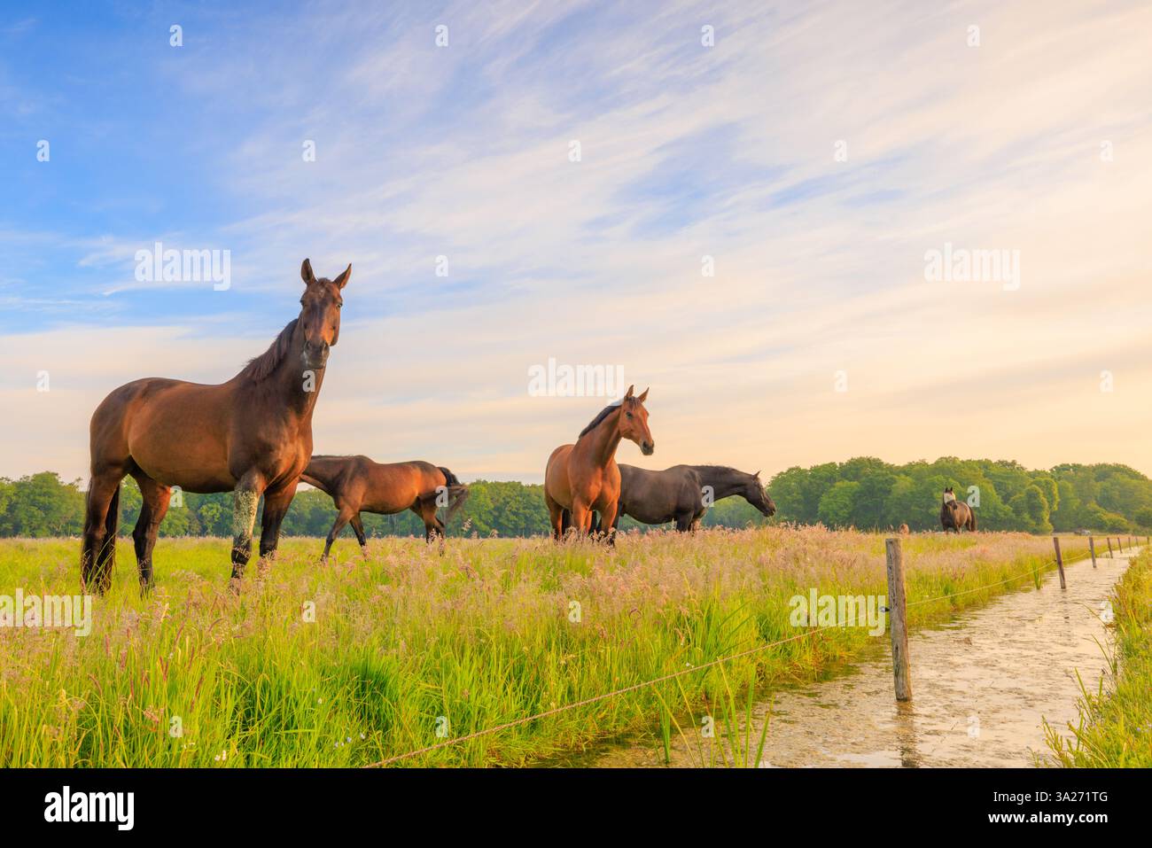Cavalli che pascolano in un prato in campagna - un'immagine di paesaggio rurale dai colori vivaci Foto Stock