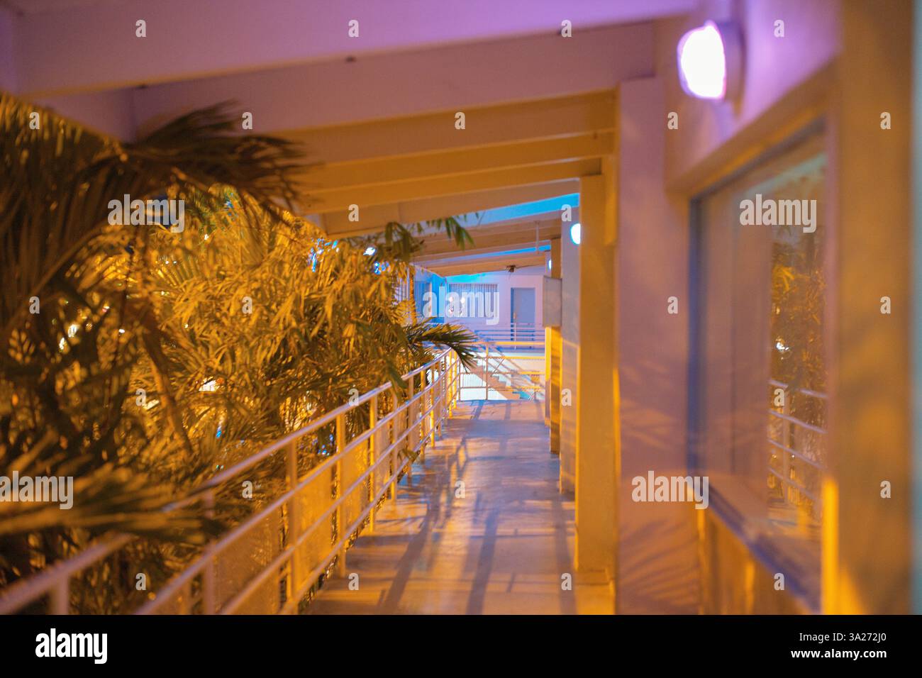 Un corridoio luminoso con piante tropicali e un design moderno in tonalità calde. Miami, Florida, Stati Uniti Foto Stock