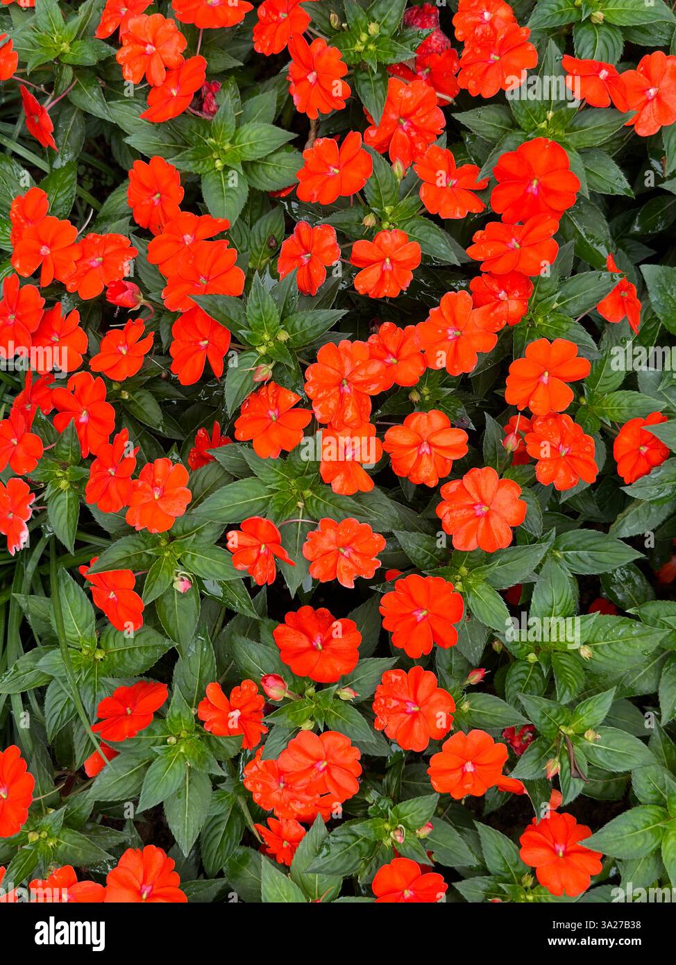 Un delizioso primo piano cattura i vivaci fiori arancioni di impatiens, mostrando la bellezza della natura in un giardino. Foto Stock