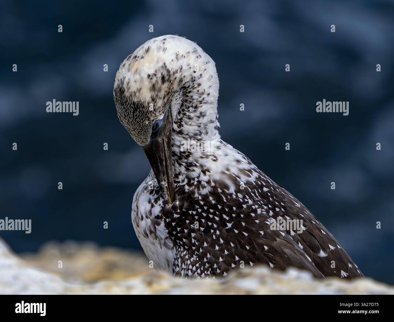 Preening del Gannet Australasiano giovanile nella colonia di Muriwai Gannet, nuova Zelanda Foto Stock