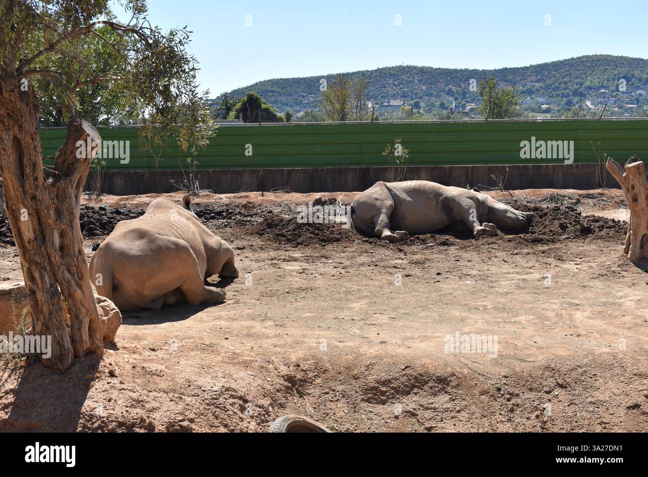 Animali che mangiano e si rilassano in uno zoo in Europa Foto Stock