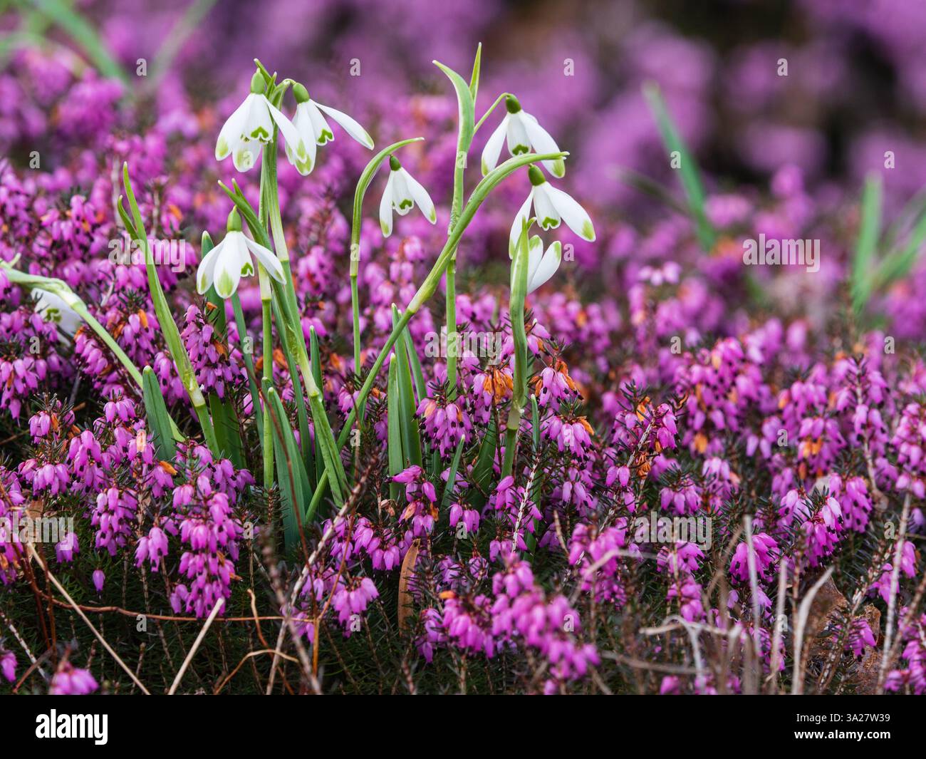 Hardy snowdrop Galanthus nivalis 'Warei' penetra attraverso Erica carnea 'Myretoun Ruby' in un giardino d'inverno Foto Stock