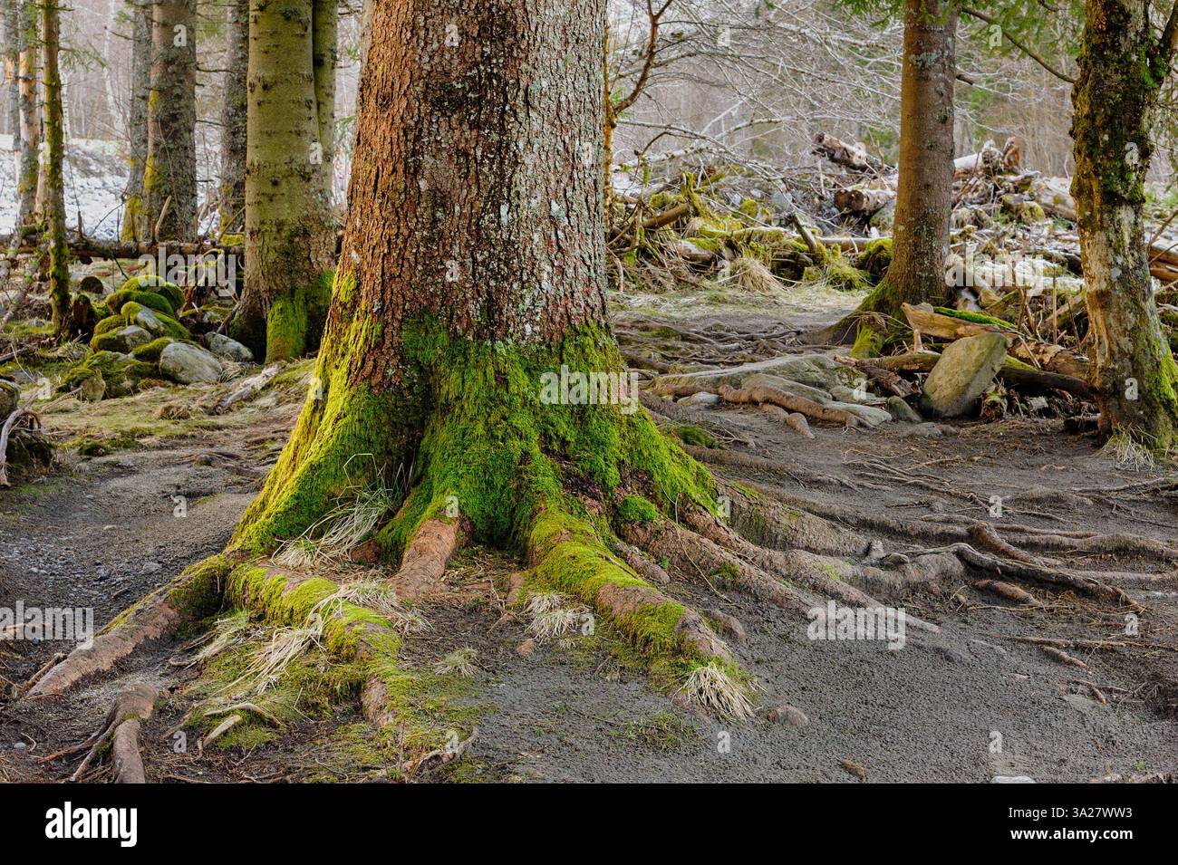 Un grande albero si erge in modo prominente con vibrante muschio verde che copre le sue radici in una foresta serena alla luce del mattino presto. Foto Stock