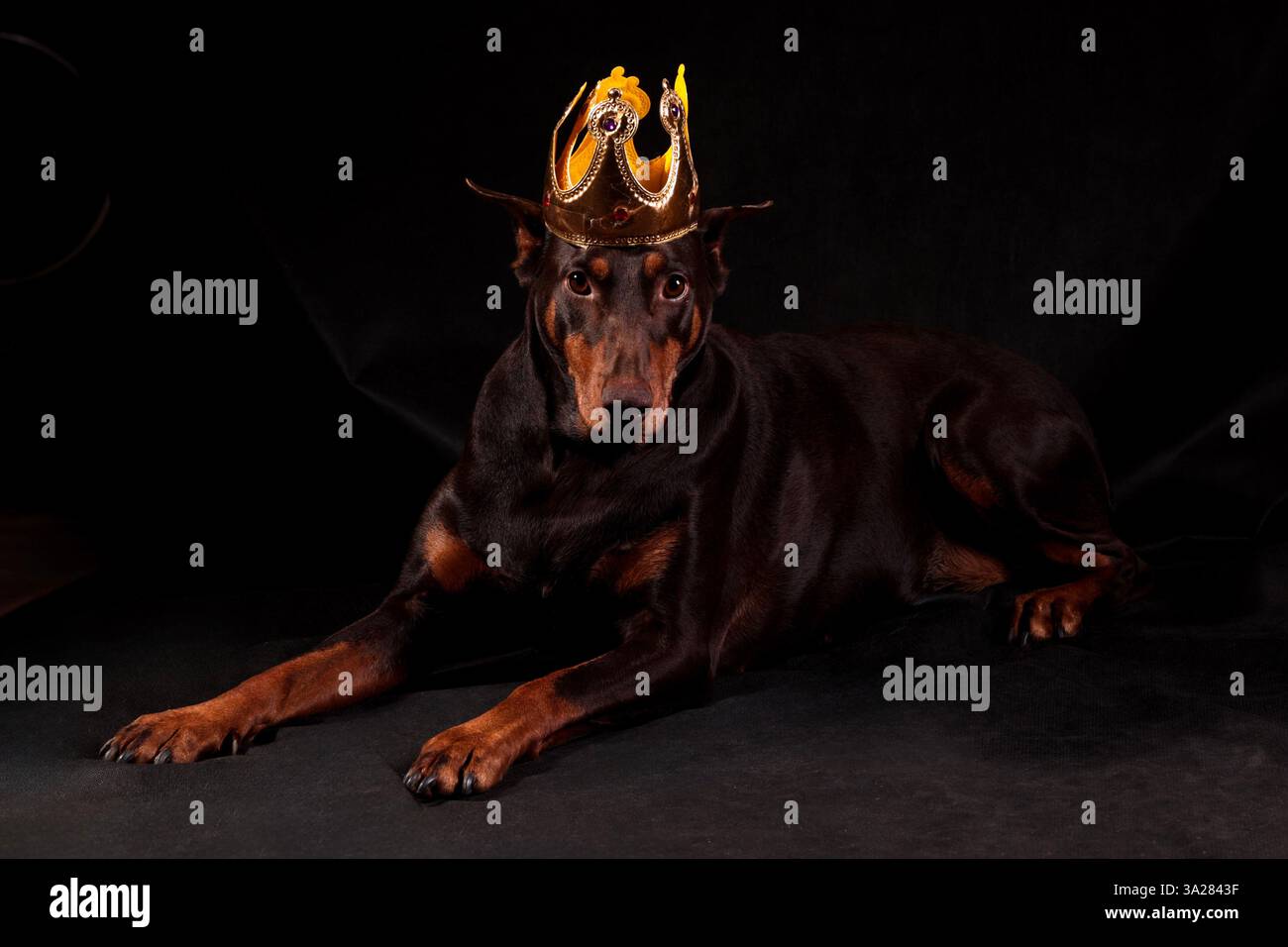 Cane Doberman con una corona reale sulla testa che guarda avanti Foto Stock