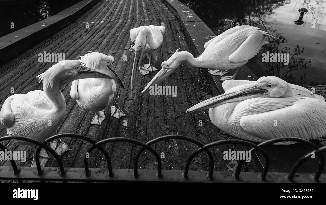 Uno squadrone di pellicani nel parco reale di St. James a Londra. Foto Stock
