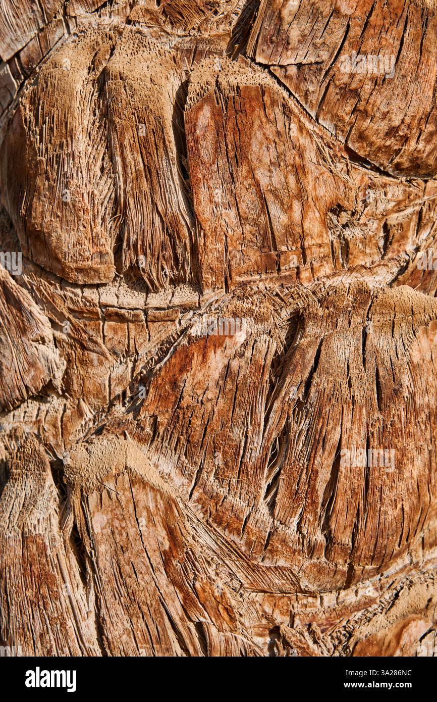 Corteccia di palma. Consistenza della corteccia di fondo di palma. Primo piano texture e motivi naturali, sfondo rustico perfetto per progetti di design. Astratto Foto Stock Corteccia di palma. Consistenza della corteccia di fondo di palma. Primo piano texture e motivi naturali, sfondo rustico perfetto per progetti di design. Astratto Foto Stock