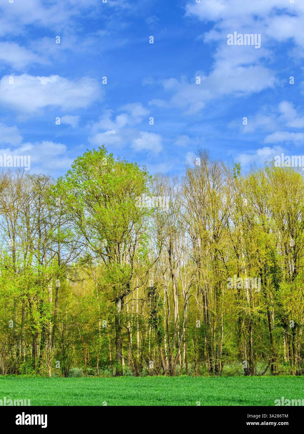 Alberi decidui in boschi misti che mostrano il primo fogliame primaverile - sud-Touraine, Francia centrale. Foto Stock