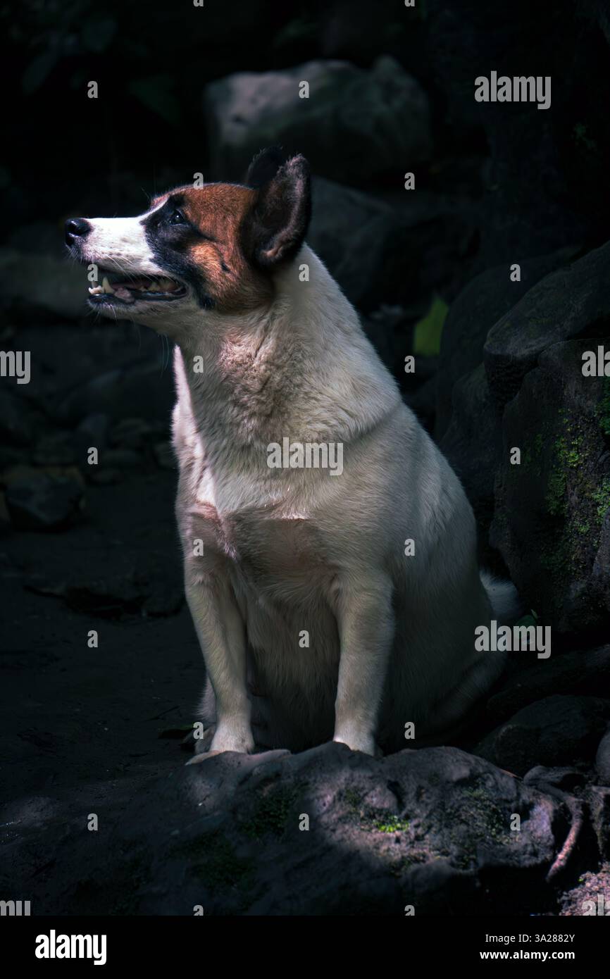 Vecchio cane Corgi che si rilassa all'ombra con un raggio di luce solare sul viso Foto Stock