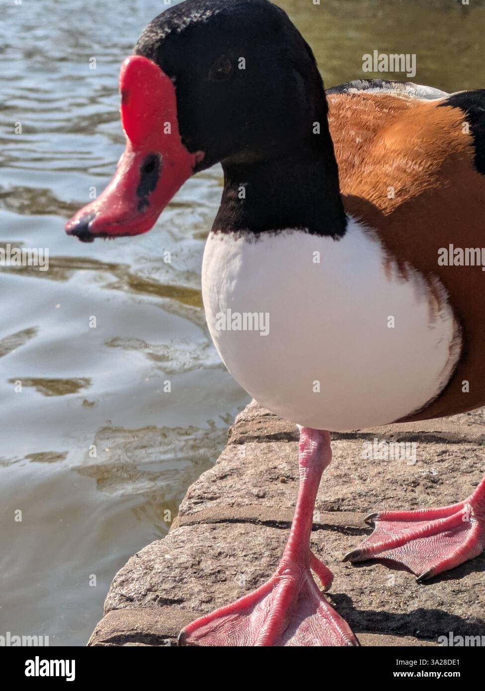 Anatra con becco rosso e gambe, testa nera, petto bianco e corpo marrone Foto Stock