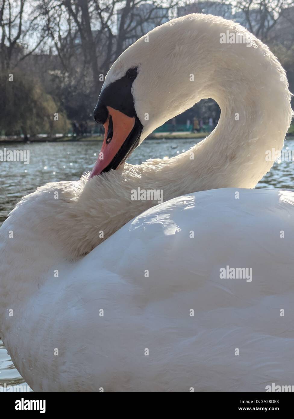 Cigno bianco con collo ricurvo a St. James Park Foto Stock
