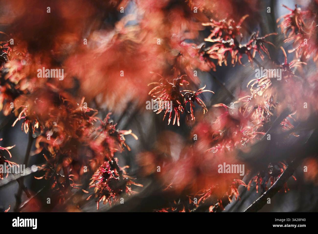 Witch Hazel in Bloom (Hamamelis), inizio marzo, Germania, Europa Foto Stock