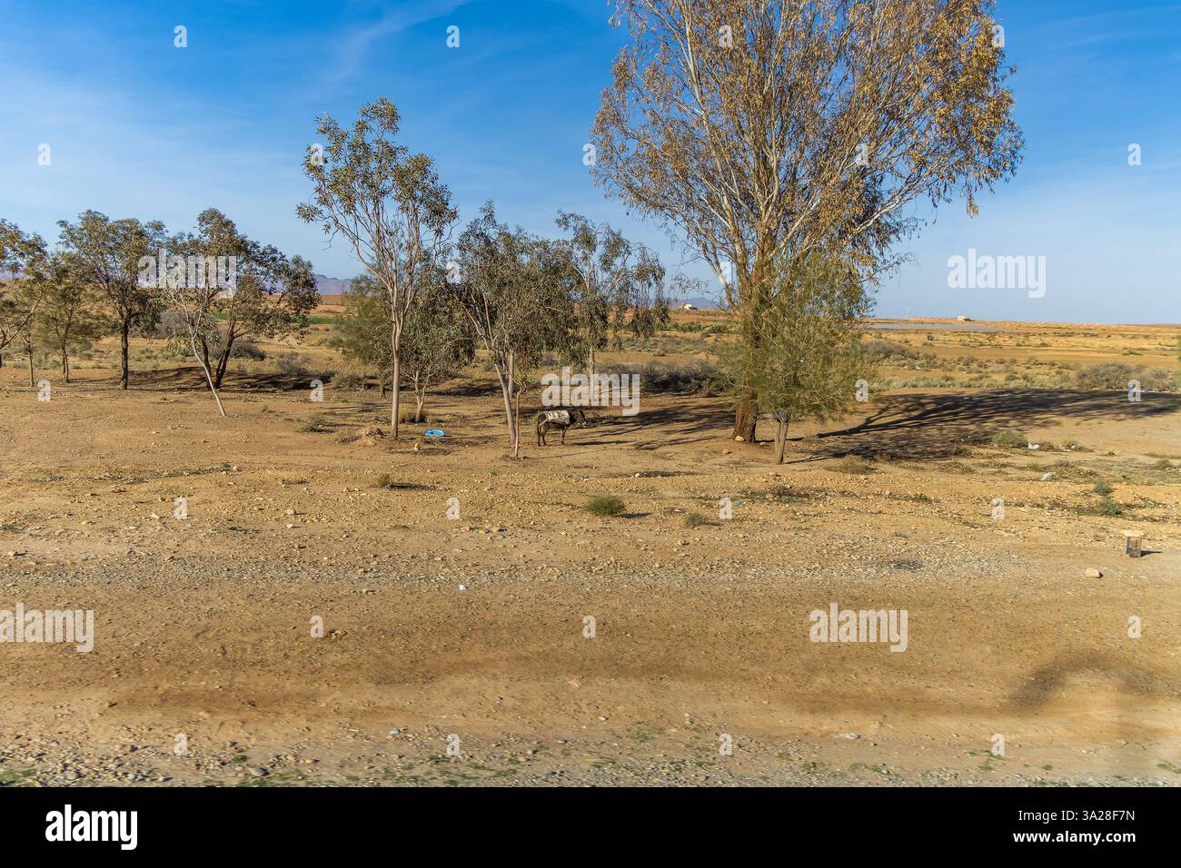 Paesaggio di Ziz Valley in Marocco, Africa del Nord Foto Stock