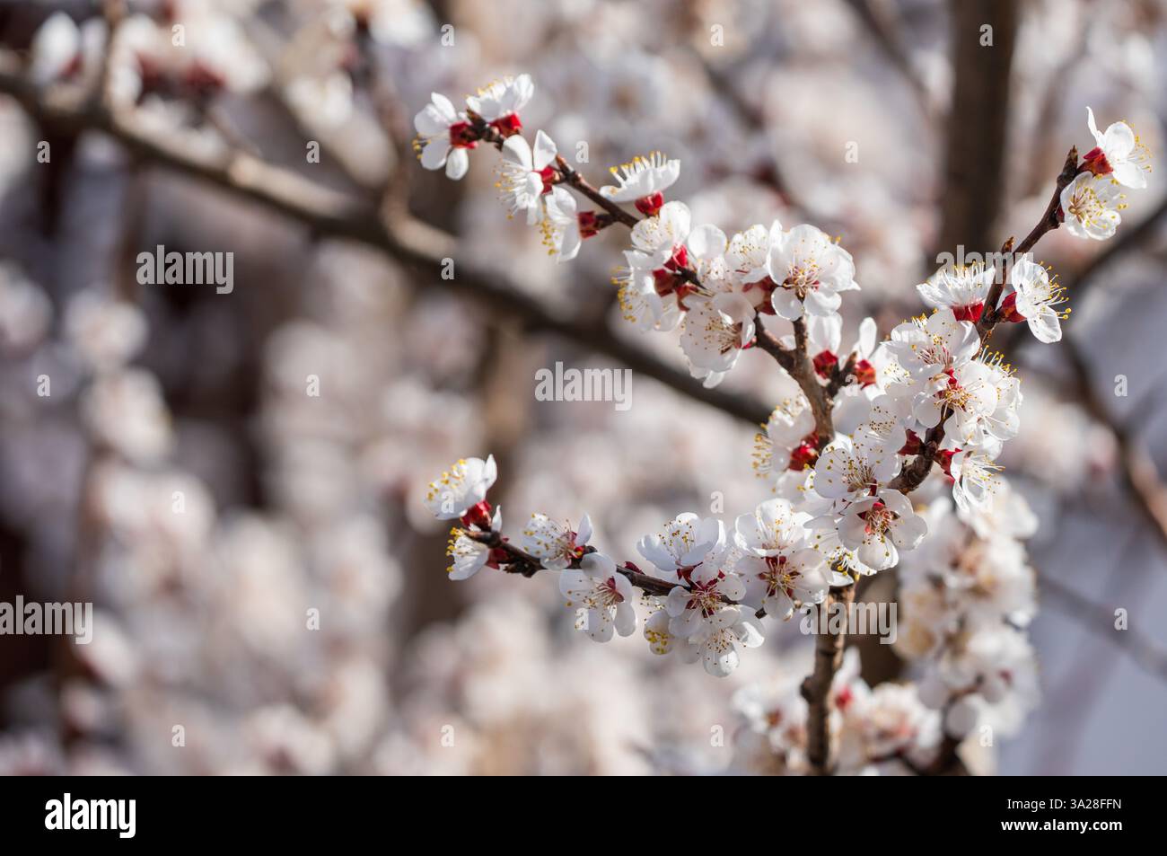 Risveglio primaverile: Fiori fioriti sull'albero Foto Stock Risveglio primaverile: Fiori fioriti sull'albero Foto Stock