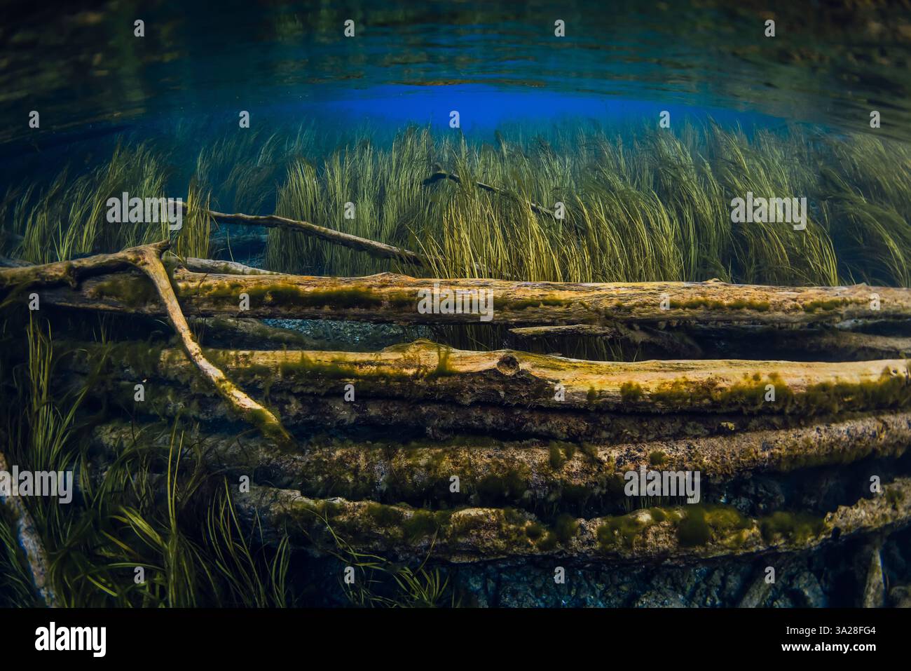 Tronchi di legno sommersi con alghe sott'acqua nel lago blu di acqua dolce Foto Stock