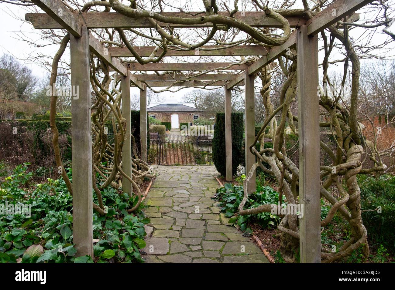Grande pianta vecchia di Wisteria con steli spessi che cresce su una cornice di legno nel Brockwell Park Garden nella primavera del 2025, Londra sud, Inghilterra, Regno Unito KATHY DEWITT Foto Stock