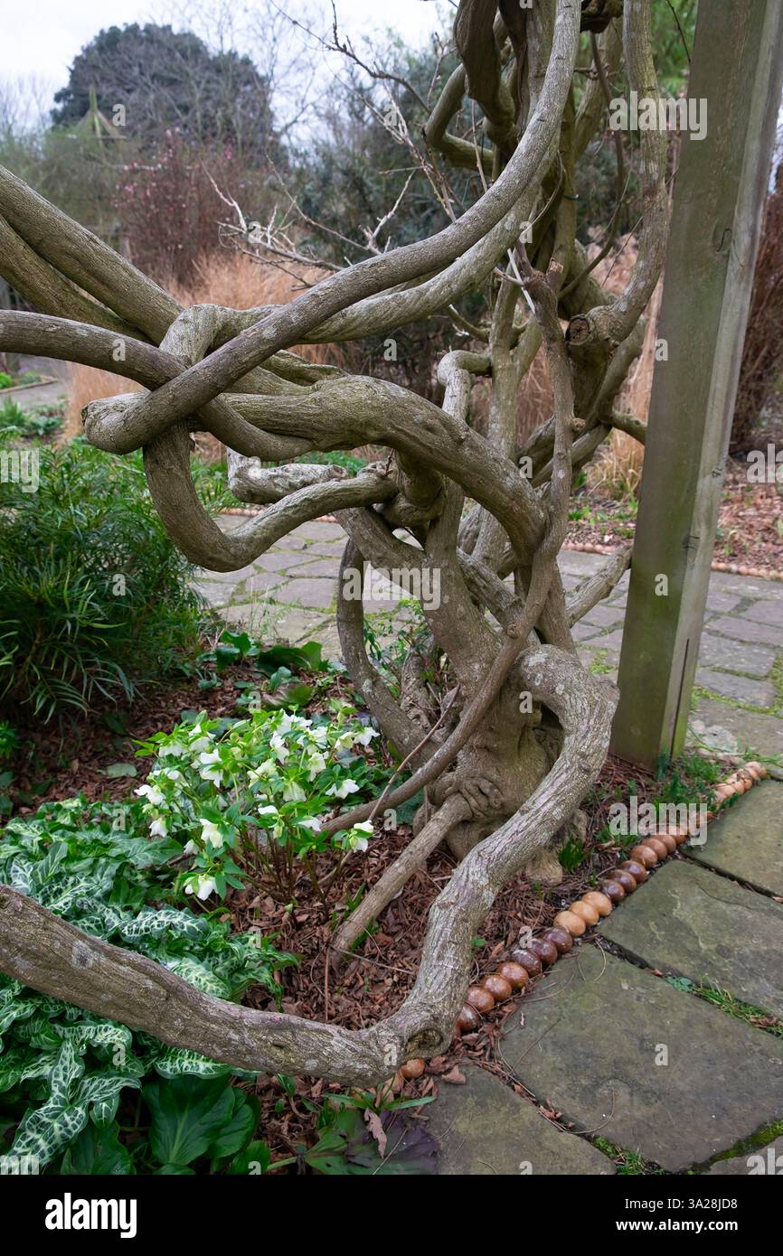 Grande pianta vecchia di Wisteria con steli spessi che cresce su una cornice di legno nei giardini di Brockwell Park nella primavera del 2025, Londra sud, Inghilterra, Regno Unito, KATHY DEWITT Foto Stock
