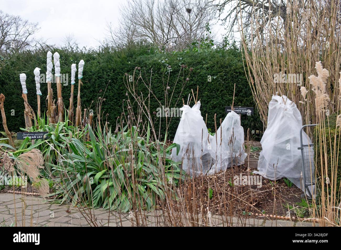 Feltro che copre piante di echium per la protezione dal gelo nei giardini di Brockwell Park Lambeth Garden Londra sud Inghilterra Regno Unito Gran Bretagna KATHY DEWITT Foto Stock