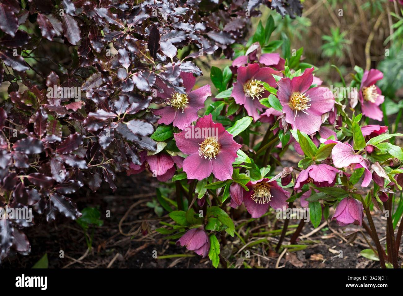 Graziosa Ellen hellebore che cresce accanto a Blac Matibo Tom Thumb Pittosporum Tenuifolium Brockwell Park primavera 2025 Londra sud Inghilterra Regno Unito KATHY DEWITT Foto Stock