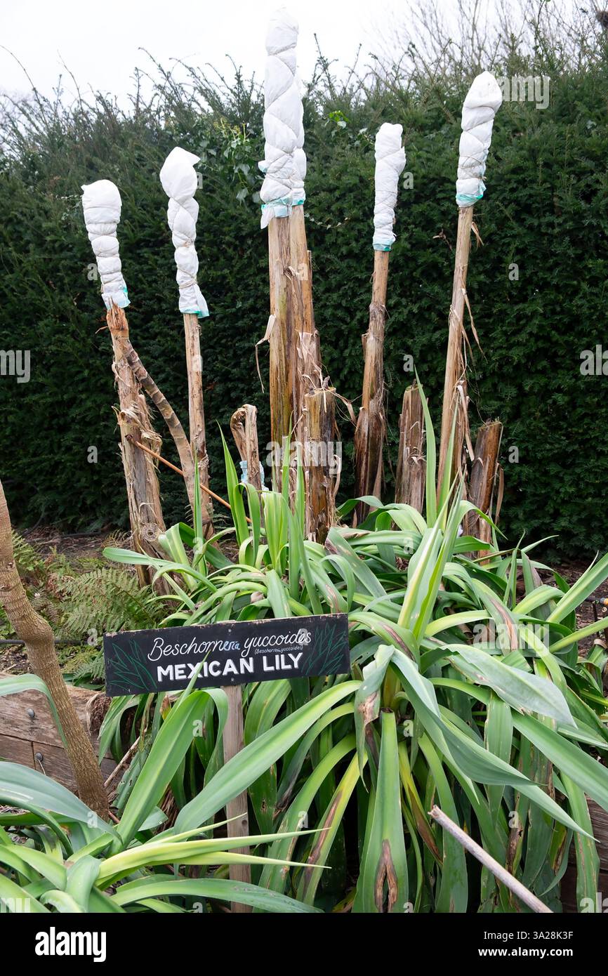 Piante di copertura in pile per la protezione dal gelo nei giardini di Brockwell Park Lambeth Garden Londra sud Inghilterra Regno Unito Gran Bretagna KATHY DEWITT Foto Stock