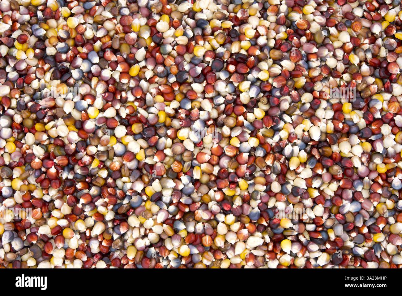 Sfondo di coloratissimi chicchi di mais indiano. Il mais indiano o granoturco selce è uno dei molti tipi di mais con chicchi colorati, sia singoli che multipli Foto Stock