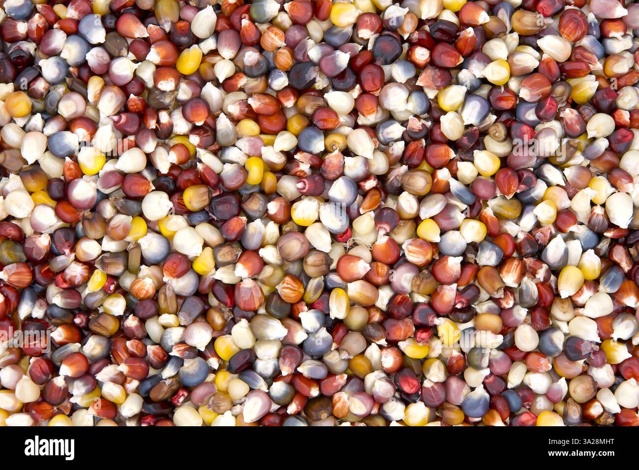Sfondo di coloratissimi chicchi di mais indiano. Il mais indiano o granoturco selce è uno dei molti tipi di mais con chicchi colorati, sia singoli che multipli Foto Stock