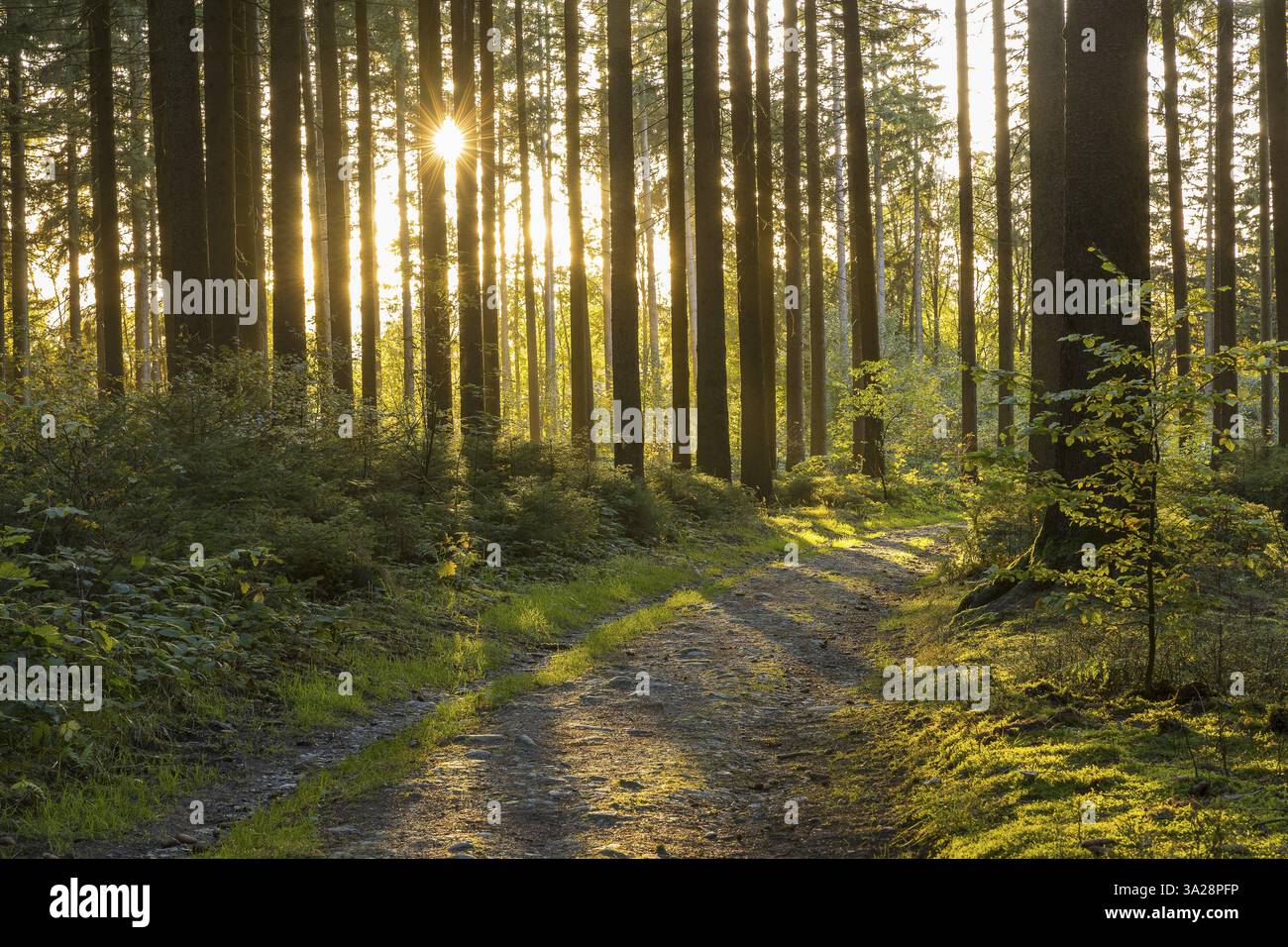 Sentiero forestale che attraversa una foresta di conifere al sole del mattino, Gruenbach, Vogtland, Sassonia, Germania, Europa Foto Stock