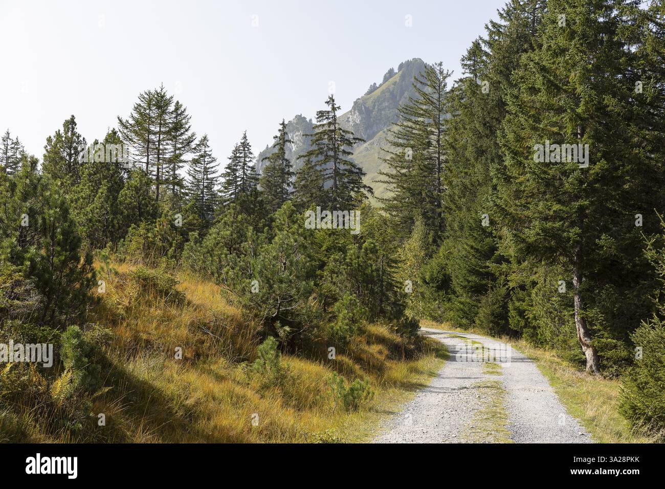 Sentiero escursionistico nell'alta ormeggio di Hinter Hoehi in autunno con antichi pini scozzesi (Pinus), imponenti cime di montagna sullo sfondo, Amden, San Gallo, SWI Foto Stock