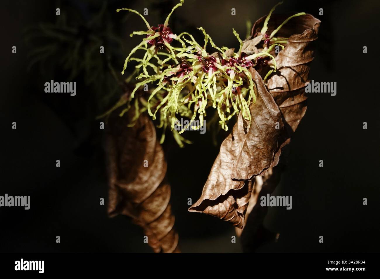 Witch Hazel in Bloom (Hamamelis), inizio marzo, Germania, Europa Foto Stock